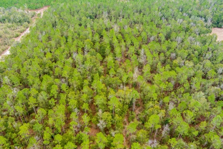 Land For Sale In O'brien Florida!!! - image 37