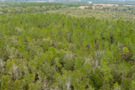 Land For Sale In O'brien Florida!!! - image 43