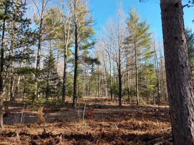 Prime 250 Acres of Hunting Land for Sale in Atlanta, MI - image 19