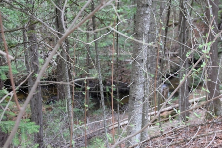 Prime 250 Acres of Hunting Land for Sale in Atlanta, MI - image 30
