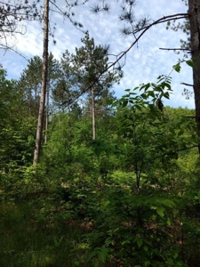 Prime 250 Acres of Hunting Land for Sale in Atlanta, MI - image 38