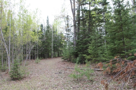 Prime 250 Acres of Hunting Land for Sale in Atlanta, MI - image 31