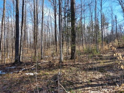 Prime 250 Acres of Hunting Land for Sale in Atlanta, MI - image 50
