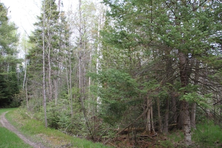 Prime 250 Acres of Hunting Land for Sale in Atlanta, MI - image 25