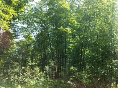 Prime 250 Acres of Hunting Land for Sale in Atlanta, MI - image 48