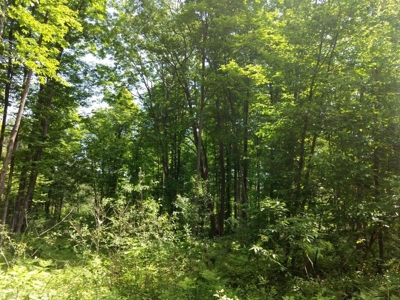 Prime 250 Acres of Hunting Land for Sale in Atlanta, MI - image 45