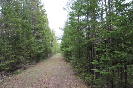 Prime 250 Acres of Hunting Land for Sale in Atlanta, MI - image 27