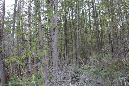 Prime 250 Acres of Hunting Land for Sale in Atlanta, MI - image 26