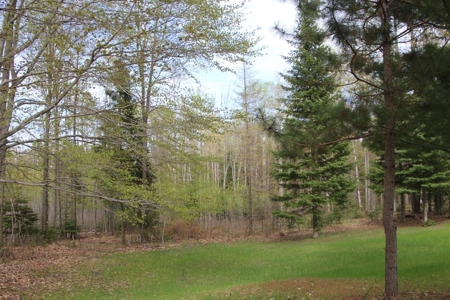 Prime 250 Acres of Hunting Land for Sale in Atlanta, MI - image 23