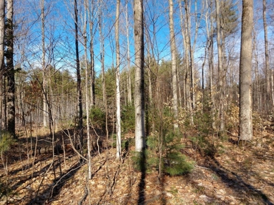 Prime 250 Acres of Hunting Land for Sale in Atlanta, MI - image 12