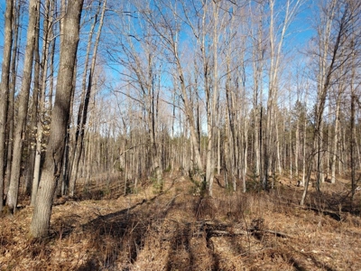 Prime 250 Acres of Hunting Land for Sale in Atlanta, MI - image 13