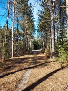 Prime 250 Acres of Hunting Land for Sale in Atlanta, MI - image 18