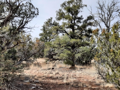 Nice Northern AZ off grid property - image 7