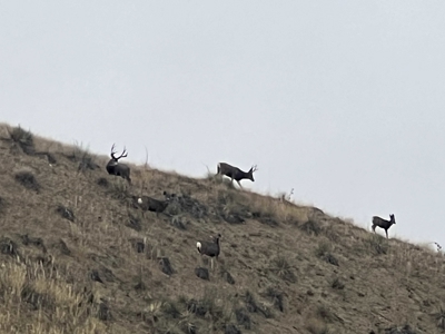 Highwood Creek Haven-Premier Montana Hunting & Recreational Land - image 7