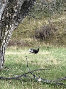 Highwood Creek Haven-Premier Montana Hunting & Recreational Land - image 9