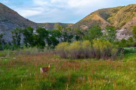 Highwood Creek Haven-Premier Montana Hunting & Recreational Land - image 38