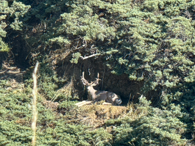 Highwood Creek Haven-Premier Montana Hunting & Recreational Land - image 4