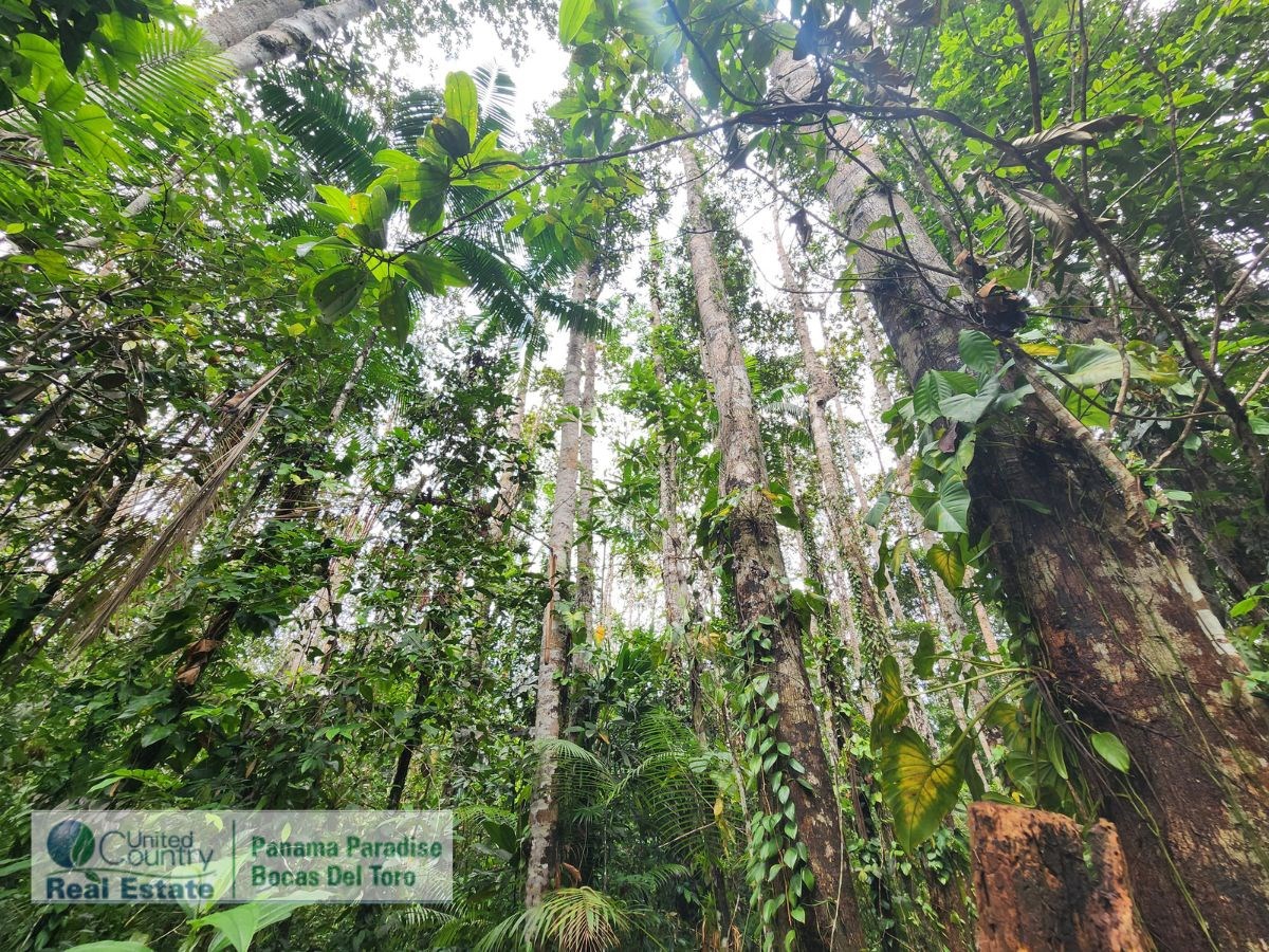 Large Waterfront Land, 32 Acres — Isla Popa - 19