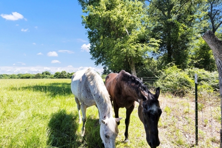 East Texas Cattle & Horse Ranch for Sale Winona Smith County - image 31