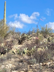 Online Auction -  5.04 Acre Ready To Build Lot, Marana, Az - image 12