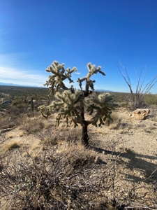 Online Auction -  5.04 Acre Ready To Build Lot, Marana, Az - image 2