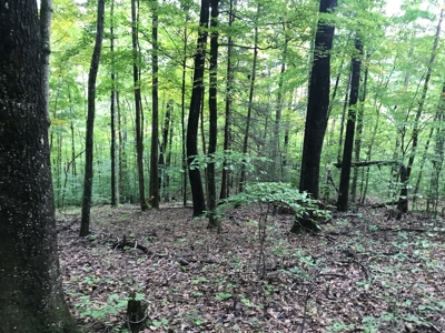 TN Paradise: Mature Timber, Mountain Spring, & Wildlife - image 16