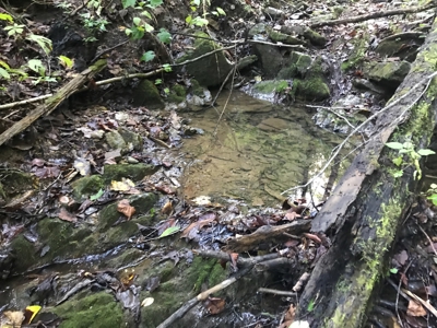 TN Paradise: Mature Timber, Mountain Spring, & Wildlife - image 24