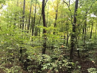 TN Paradise: Mature Timber, Mountain Spring, & Wildlife - image 20