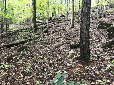 TN Paradise: Mature Timber, Mountain Spring, & Wildlife - image 12