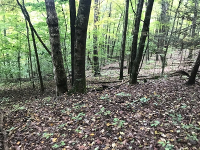 TN Paradise: Mature Timber, Mountain Spring, & Wildlife - image 10