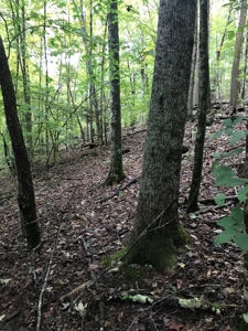 TN Paradise: Mature Timber, Mountain Spring, & Wildlife - image 7