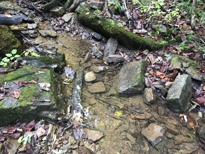 TN Paradise: Mature Timber, Mountain Spring, & Wildlife - image 22