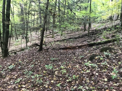TN Paradise: Mature Timber, Mountain Spring, & Wildlife - image 11