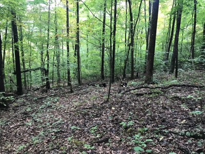 TN Paradise: Mature Timber, Mountain Spring, & Wildlife - image 13
