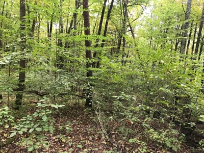 TN Paradise: Mature Timber, Mountain Spring, & Wildlife - image 21