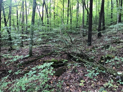 TN Paradise: Mature Timber, Mountain Spring, & Wildlife - image 14