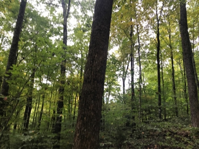 TN Paradise: Mature Timber, Mountain Spring, & Wildlife - image 19