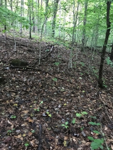 TN Paradise: Mature Timber, Mountain Spring, & Wildlife - image 8