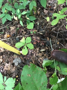 TN Paradise: Mature Timber, Mountain Spring, & Wildlife - image 18