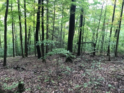 TN Paradise: Mature Timber, Mountain Spring, & Wildlife - image 1