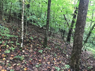 TN Paradise: Mature Timber, Mountain Spring, & Wildlife - image 4