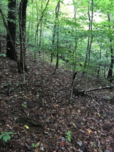 TN Paradise: Mature Timber, Mountain Spring, & Wildlife - image 3