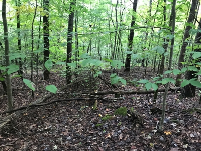 TN Paradise: Mature Timber, Mountain Spring, & Wildlife - image 5