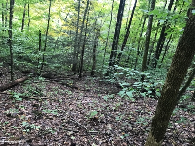 TN Paradise: Mature Timber, Mountain Spring, & Wildlife - image 2