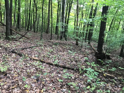 TN Paradise: Mature Timber, Mountain Spring, & Wildlife - image 15