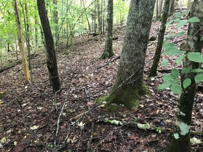 TN Paradise: Mature Timber, Mountain Spring, & Wildlife - image 6