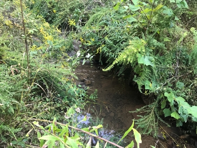 TN Paradise: Mature Timber, Mountain Spring, & Wildlife - image 25