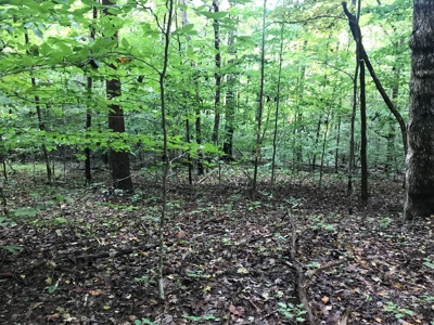 TN Paradise: Mature Timber, Mountain Spring, & Wildlife - image 9