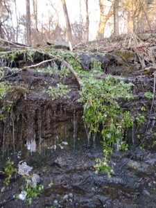 Kings River Development Potential 200+ Acre Farm And Home - image 3