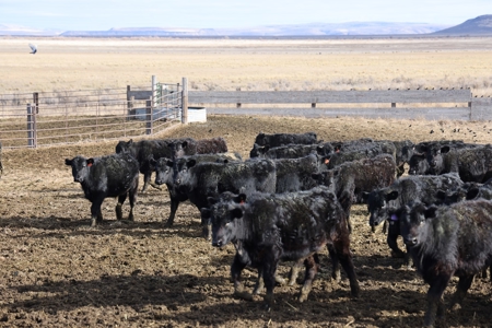 Eastern Oregon Briggs Ranch - image 22